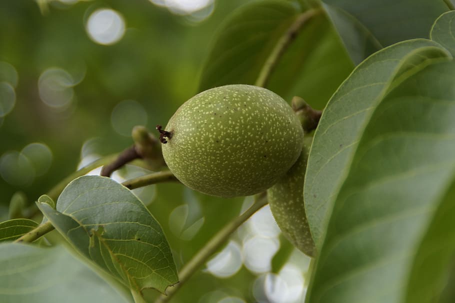 Walnut Tree, Fruit, green, frisch, healthy, food, immature HD wallpaper