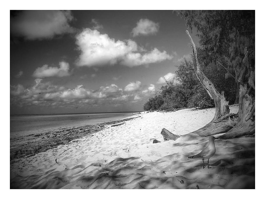 heron island, australia, black and white, scenery, landscape, HD wallpaper