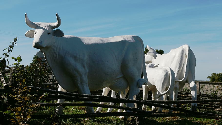 sculpture, cows, white, animal, mammal, animal themes, livestock HD wallpaper