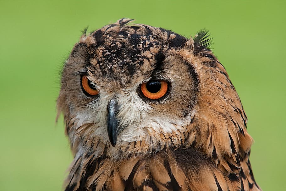 brown owl, close photography of brown owl, prey, bird, eye, feathered HD wallpaper
