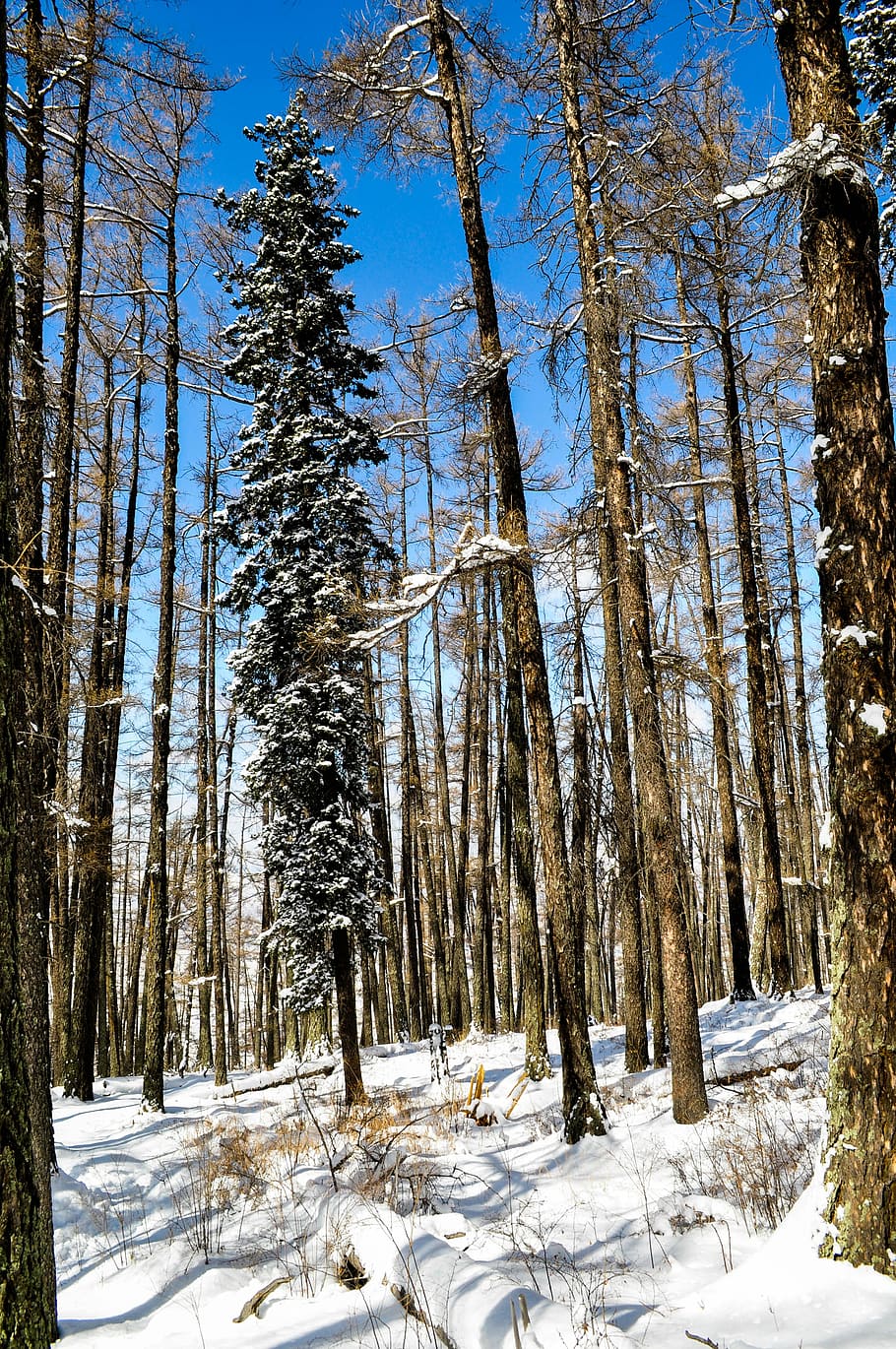winter, tree, snow, nature, cold, mountain, frozen, covered HD wallpaper