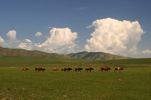 mongolian steppe wallpaper
