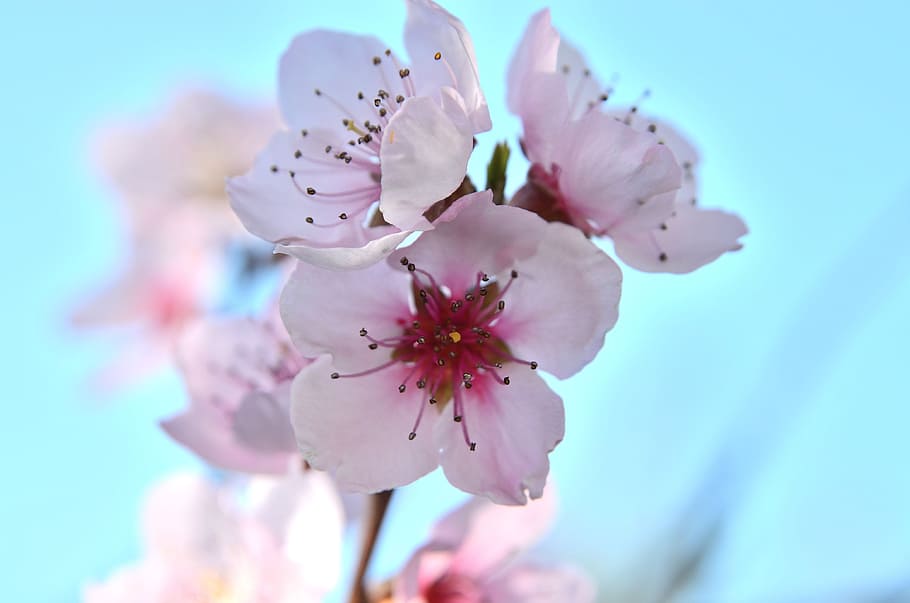 selective focus photography of pink-and-white petaled flowers at daytime, HD wallpaper