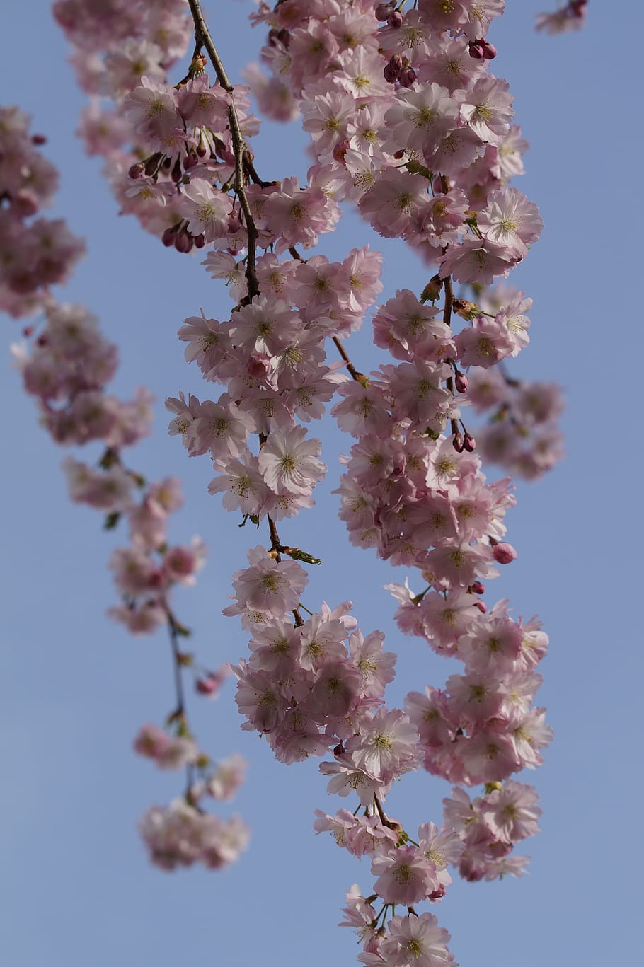 Cherry Blossom, Bloom, Spring, pink, tender, ornamental cherry HD wallpaper