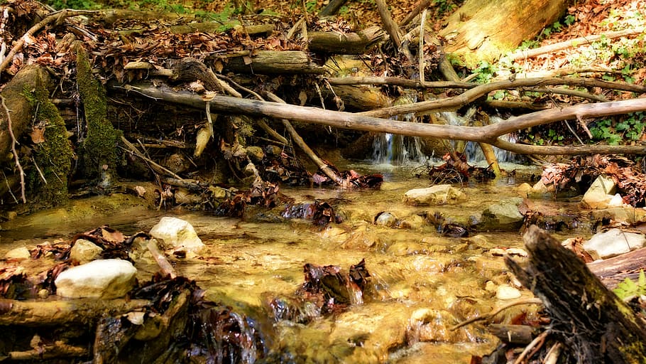 riverbed, bach, branches, aesthetic, nature, forest, creek HD wallpaper