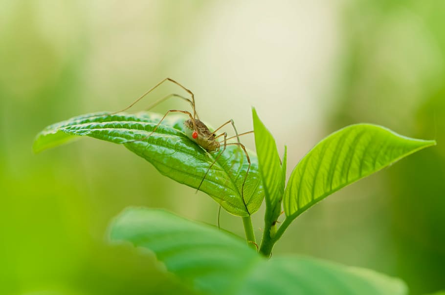 weber servant, leaf, nature, plant part, animal, insect, animal themes HD wallpaper