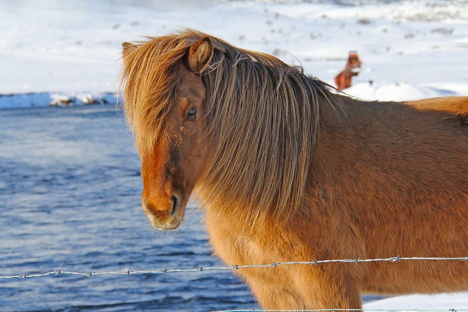 brown horse near body of water, beautiful, unique, cute, odd HD wallpaper