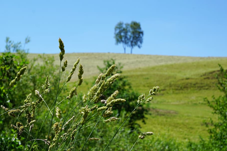 Tree, Meadow, Aldingen, Rest, Nature, landscape, park, forest HD wallpaper
