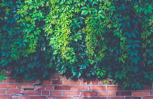 Green Outdoor Plants on Brown Brick Wall, bricks, bright, leaves HD wallpaper
