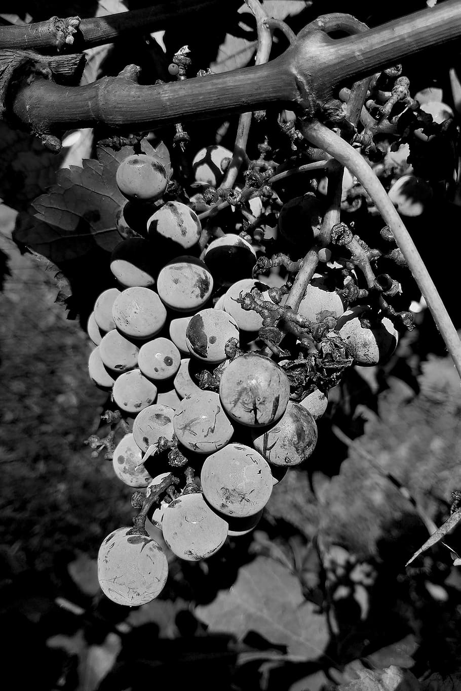 grapes, acini, bunch, no people, close-up, plant, day, nature HD wallpaper