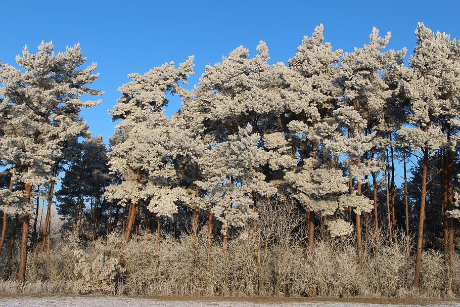 Frost, Forest, Landscape, Trees, Cold, winter, icy, nature HD wallpaper