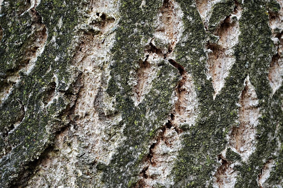 tree, the bark, forest, trunk, nature, plant, texture, closeup HD wallpaper