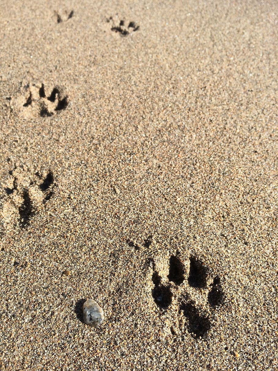 beach, dog, paws, trails, sand, land, no people, nature, footprint HD wallpaper