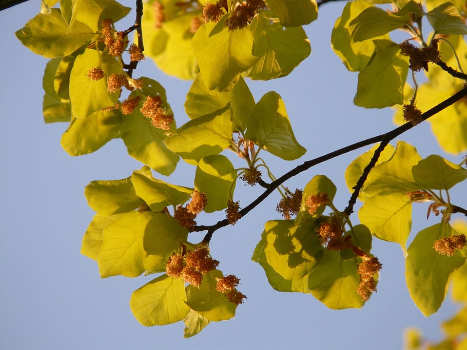 beech, book industry, branch, tree, leaves, inflorescence, plant part HD wallpaper