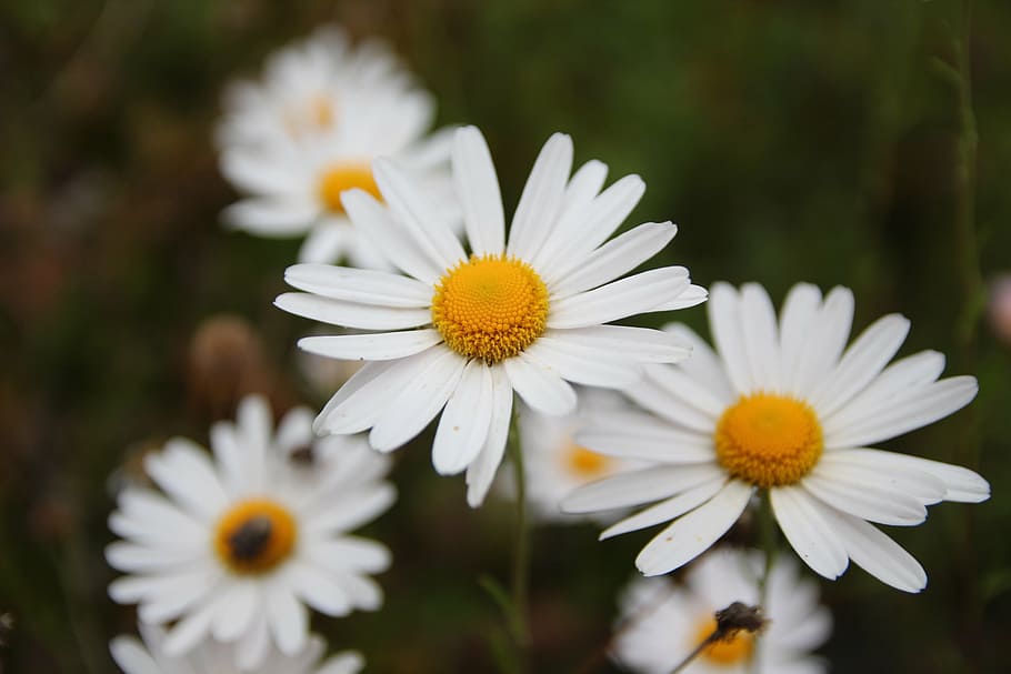 flowers, nature, forest, mountain, bug, autumn, plants, flowering plant HD wallpaper