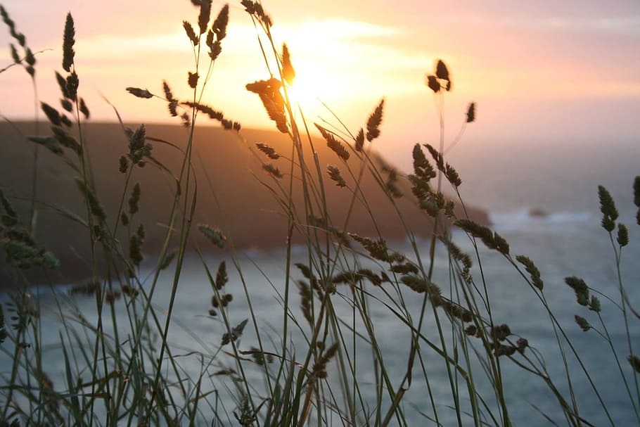 sunset, wheat, summer, nature, landscape, harvest, outdoor HD wallpaper