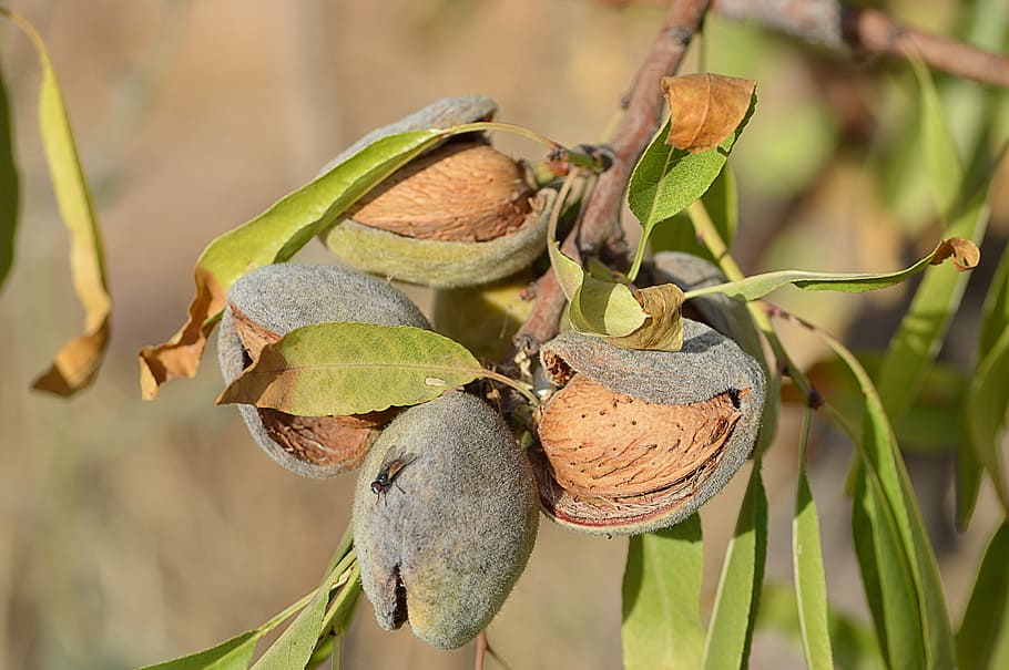almonds, maturation, dried fruits, almond tree, agriculture, HD wallpaper