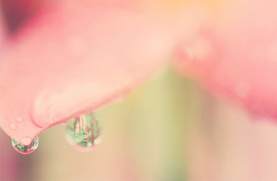 water, blur, dew, raindrops, clean, close-up, flora, flower, macro HD wallpaper