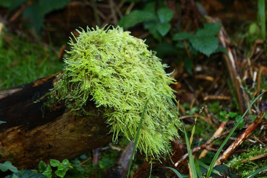 moss, forest, nature, green color, plant, growth, close-up HD wallpaper