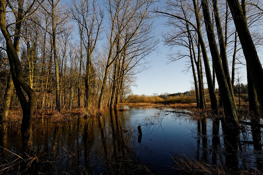 oste, low stuff, flood, river, nature, tree, waters, landscape HD wallpaper