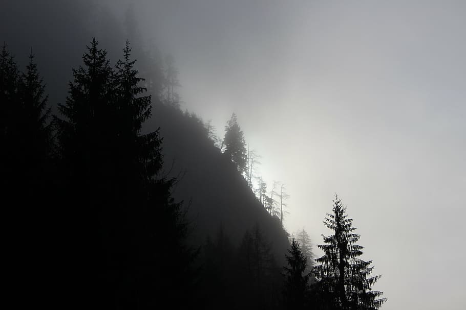 fog, sun, forest, nature, light, trees, foggy, plant, beauty in nature HD wallpaper