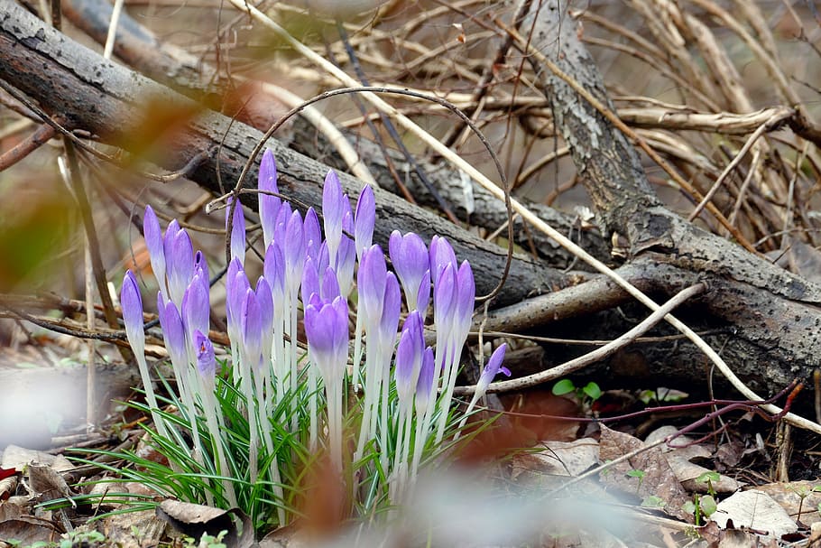 spring, early bloomer, crocus, purple, flower, forest, harbinger of spring HD wallpaper