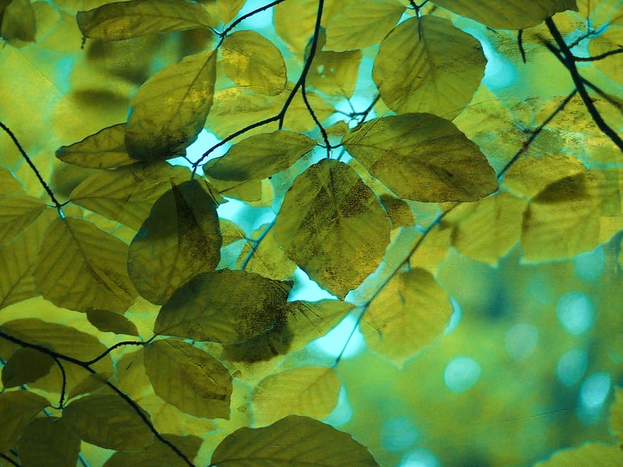 Nature, Leaves, Deciduous Tree, trees, forest, branch, leaf HD wallpaper