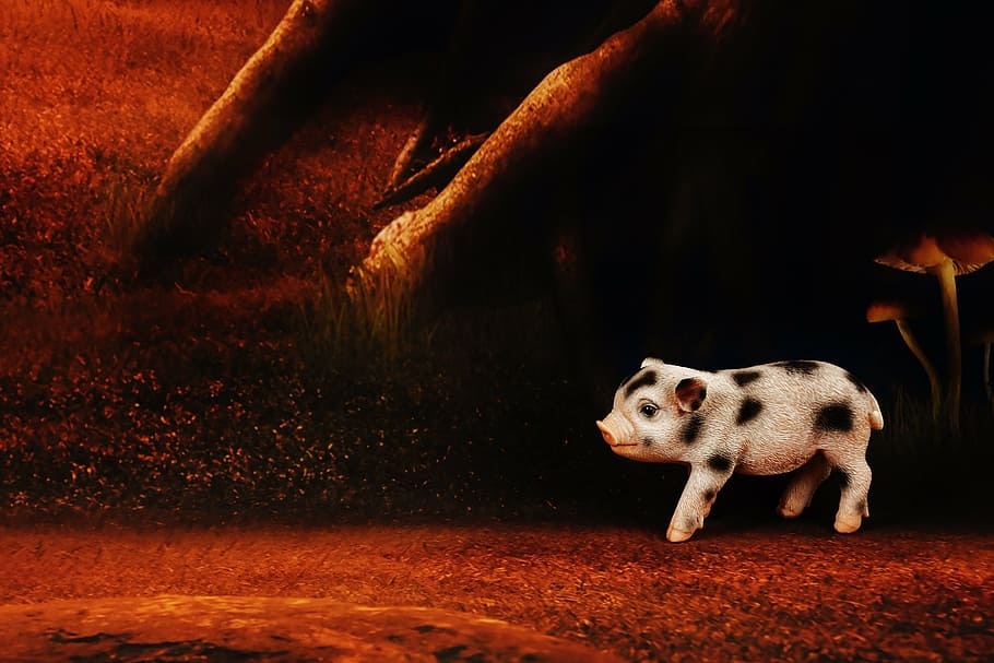 piglet, figure, forest, cute, lucky pig, lucky charm, funny HD wallpaper