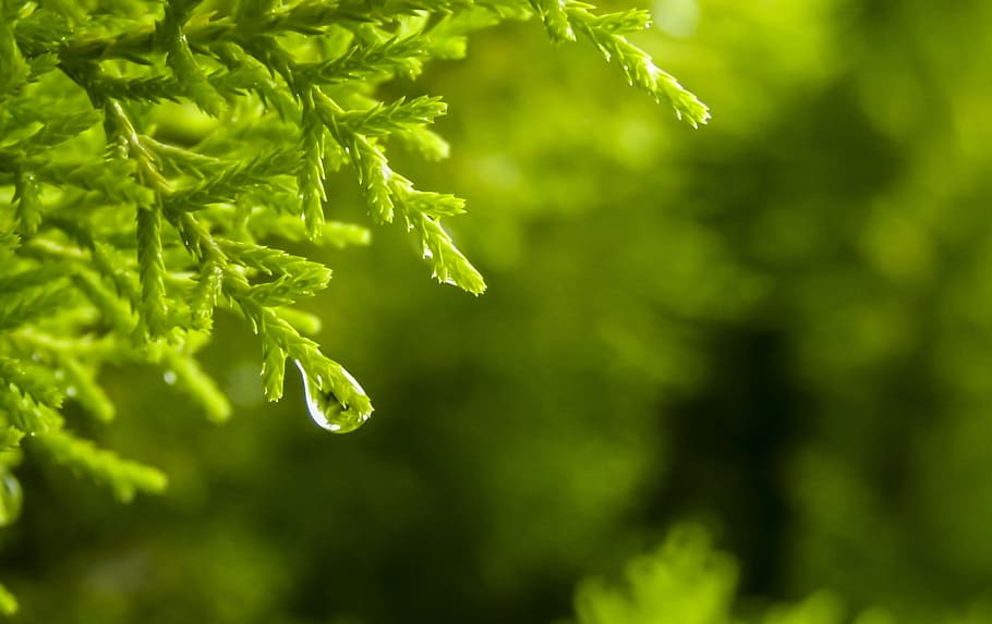 selective focus photography of water drop in green tree, rain