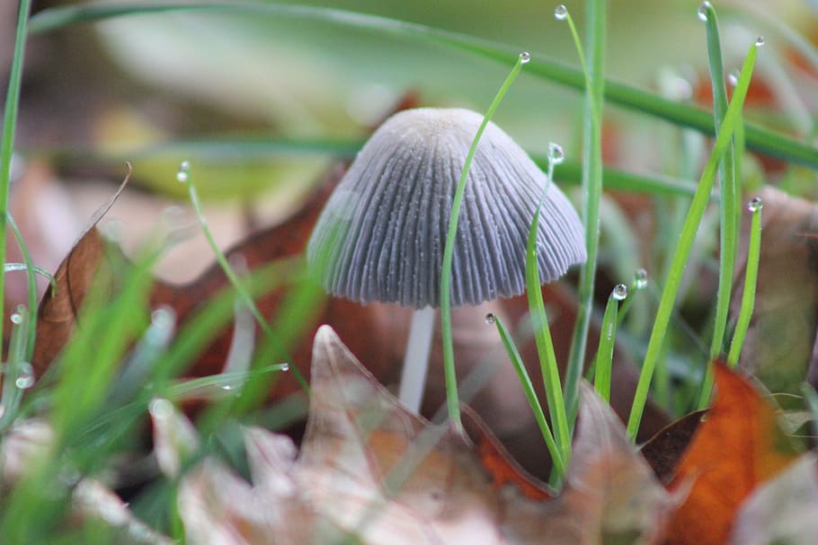 fungus, soil, fall, grass, mushroom, close-up, growth, plant HD wallpaper