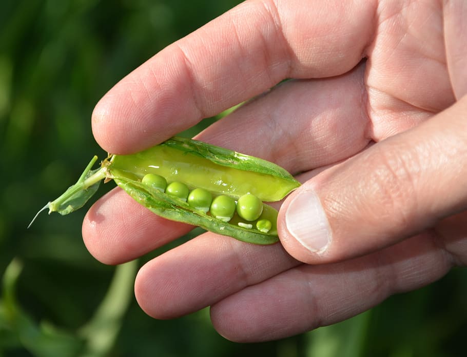 peas, green, hand, human hand, human body part, green color HD wallpaper