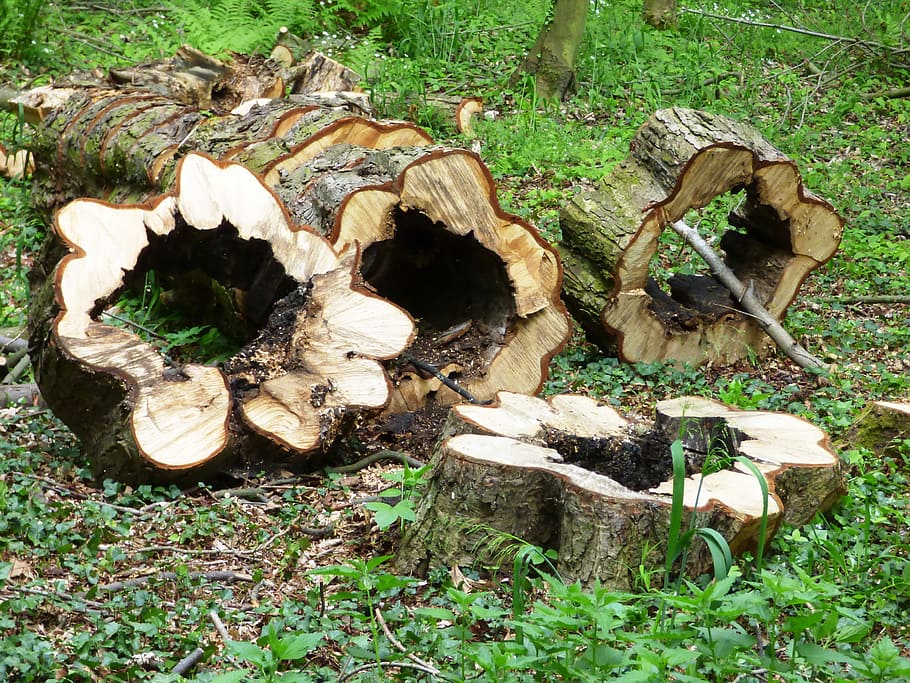 Forest, Trunk, Wood, Tree, Konary, grass, day, no people, outdoors HD wallpaper
