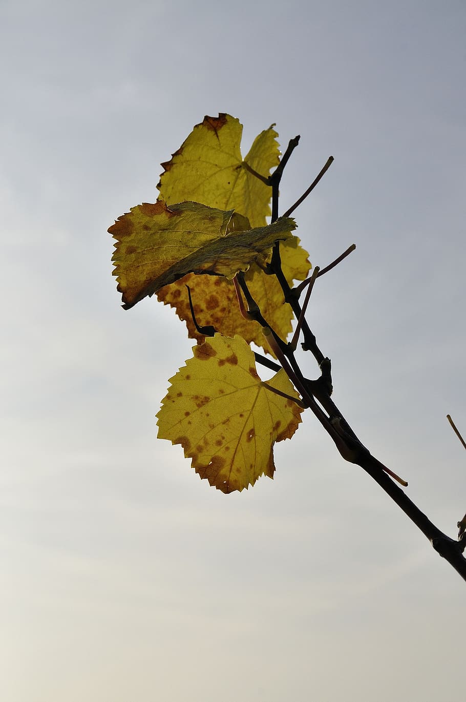 vine, autumn, leaves, leaf, plant part, nature, sky, beauty in nature HD wallpaper