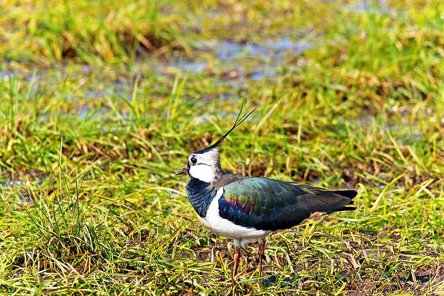 blue and white bird on grass field, lapwing, animal, limicoline HD wallpaper