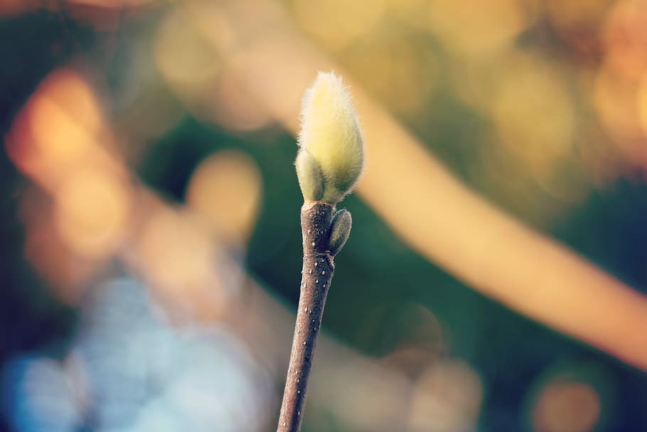 selective photography flower bud, nature, plant, close-up, leaf HD wallpaper