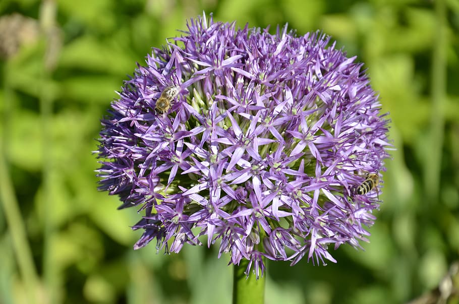 Flower, Violet, Blossom, Bloom, Purple, plant, petals, nature HD wallpaper