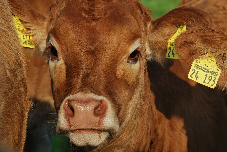 nature, calf, view, brown, pasture, attention, mammal, animal themes HD wallpaper