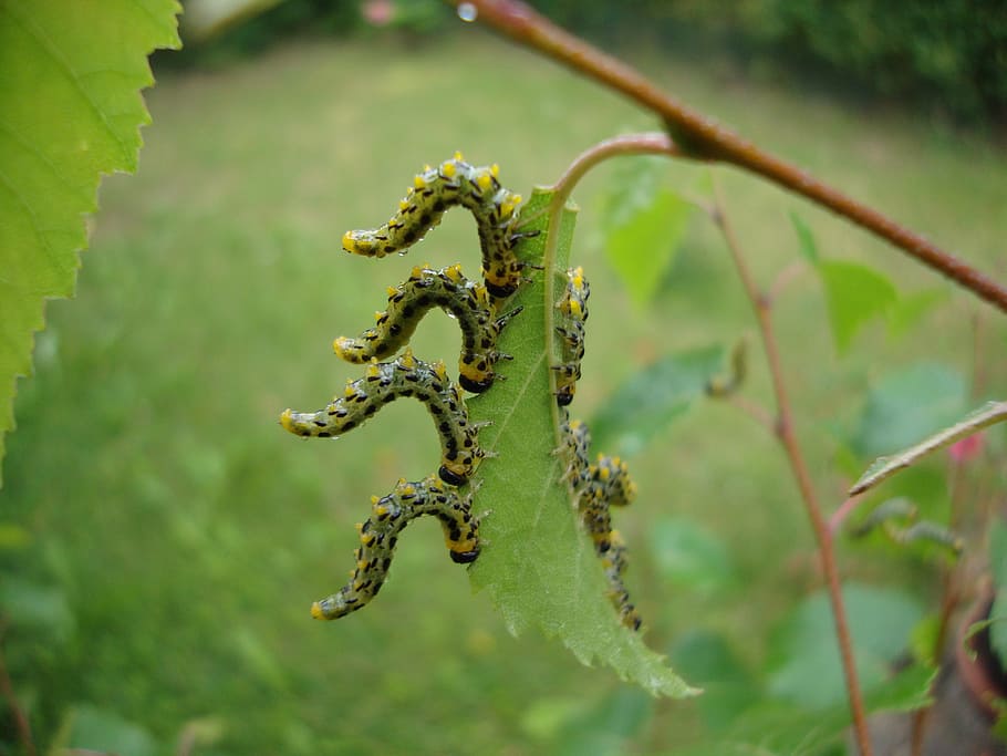larvae, dance, natural, leaf, green color, focus on foreground HD wallpaper