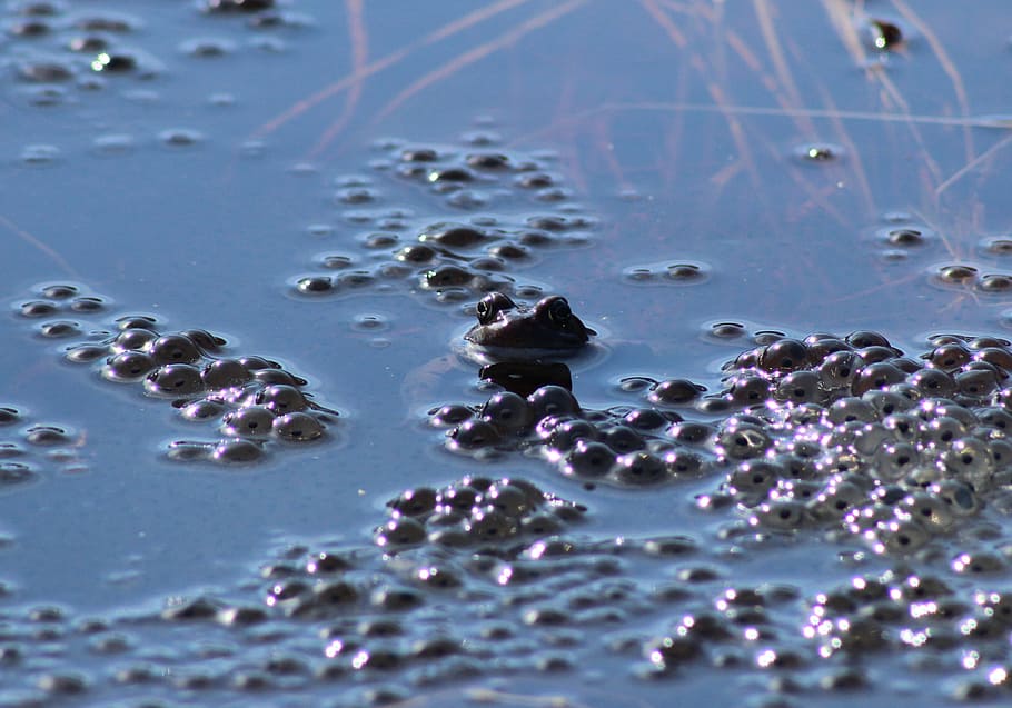 frog, water, bubble, nature, outside, macro, close-up, barely seen HD wallpaper