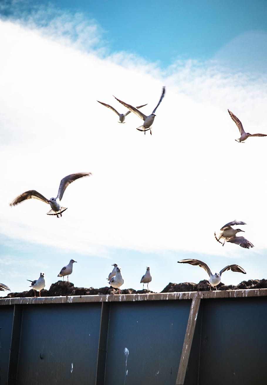 flying flock of birds, flock of white birds flying during daytime HD wallpaper