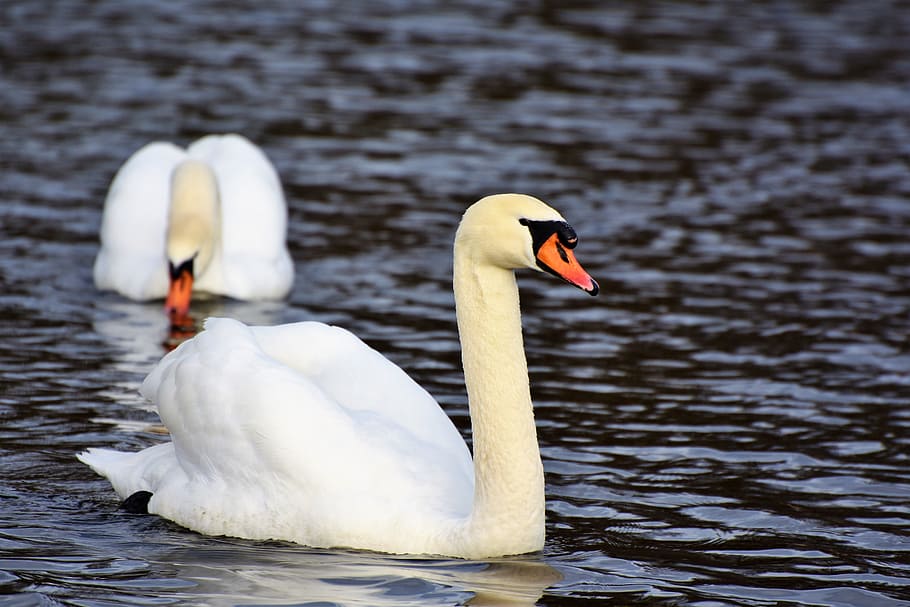two white swan on body of water at daytime, water bird, schwimmvogel