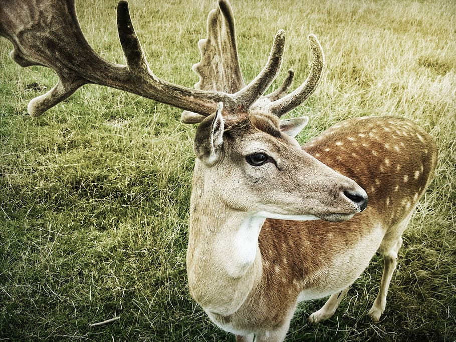 close-up photo of brown deer, animal, nature, antler, mammal HD wallpaper