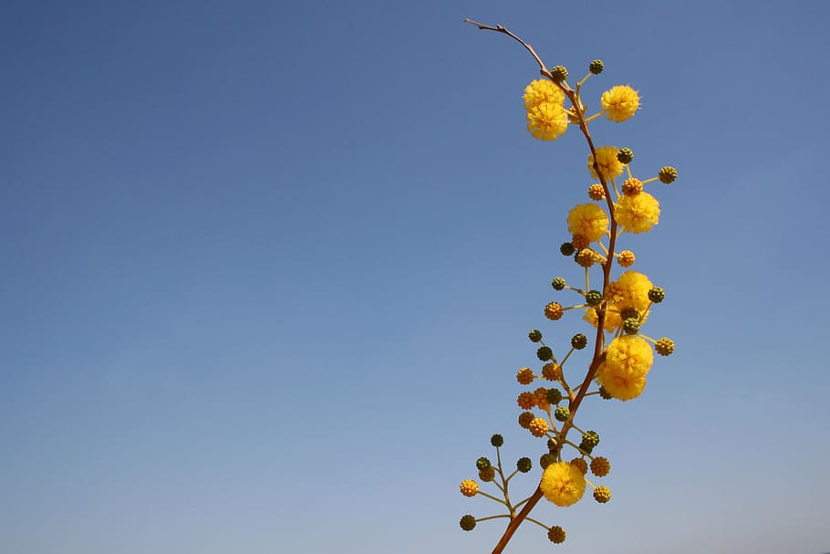 flower, yellow, bubble, ball, kuller, about, ornament, nature HD wallpaper