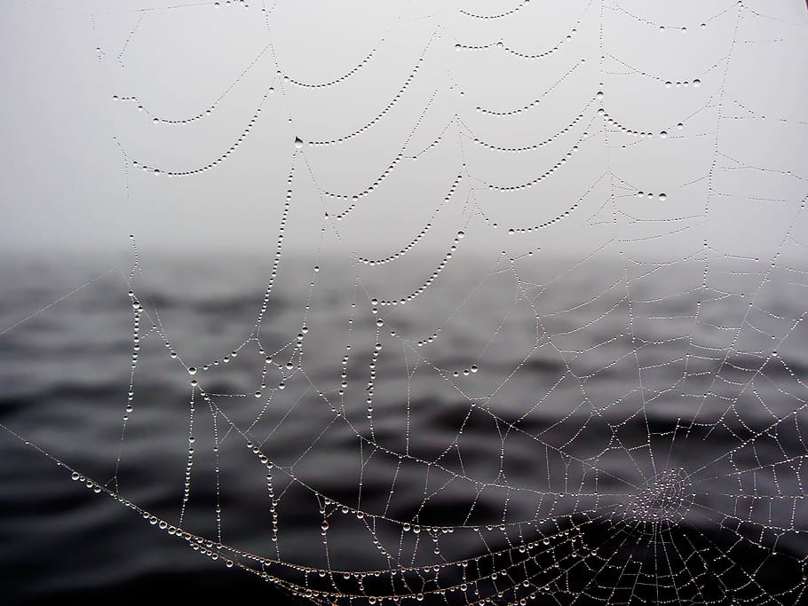 close up photo of spider web with water dew, drops, grayscale HD wallpaper