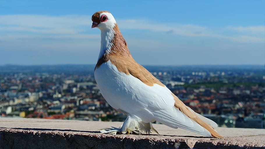 white and brown pigeon on stone during daytime, budapest, portrait HD wallpaper