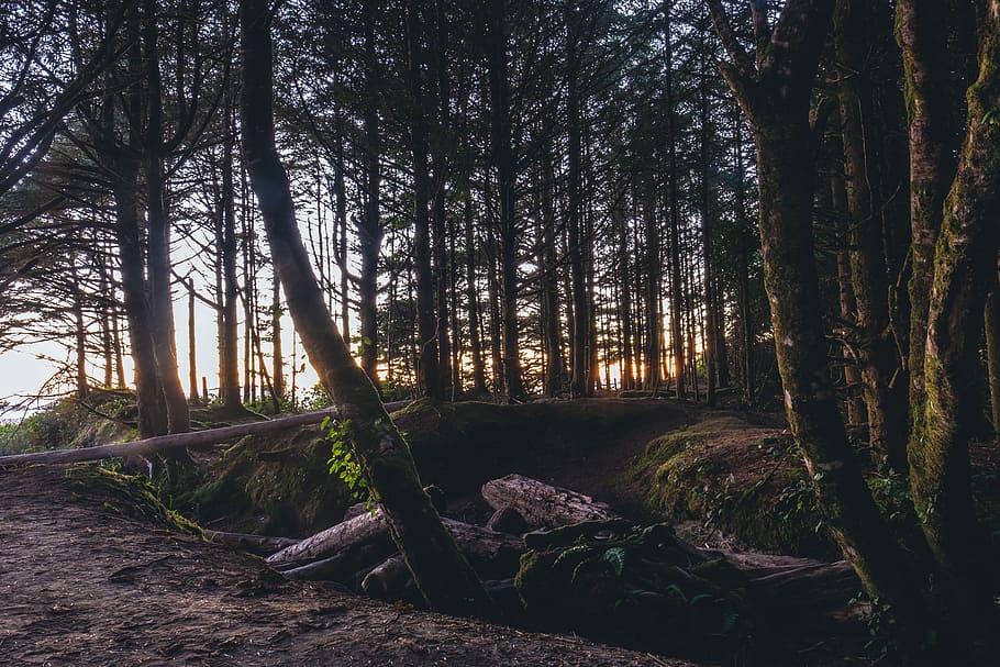 green trees during sunset, landscape photography of forest, log HD wallpaper