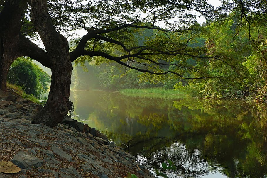 bare tree near lake during daytime, trees and body of water during daytime HD wallpaper