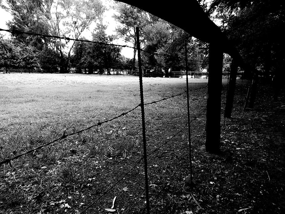 light, black-and-white, landscape, nature, barb wires, environment HD wallpaper