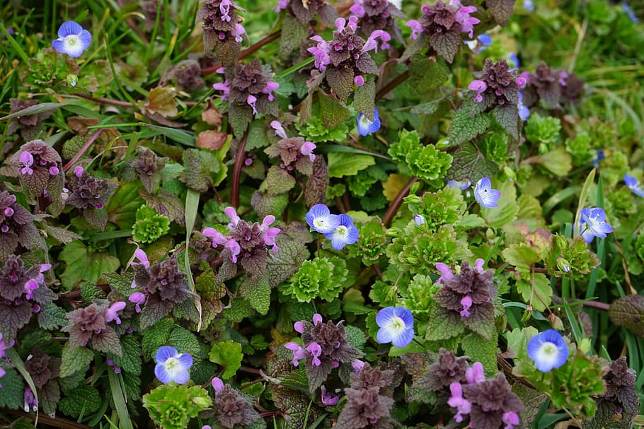 dead nettle, lamium, lamiaceae, lamium maculatum, purple, lip flowers, HD wallpaper