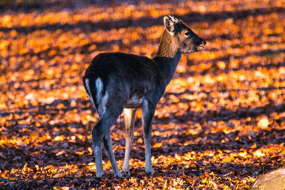 roe deer, hirsch, red deer, forest, wild, nature, animal, furred game HD wallpaper